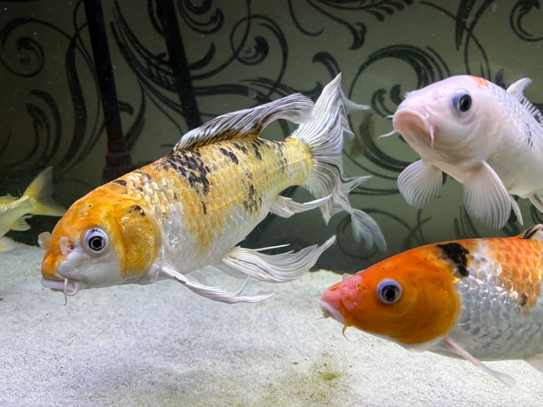 Fish tank and fish with cabinet