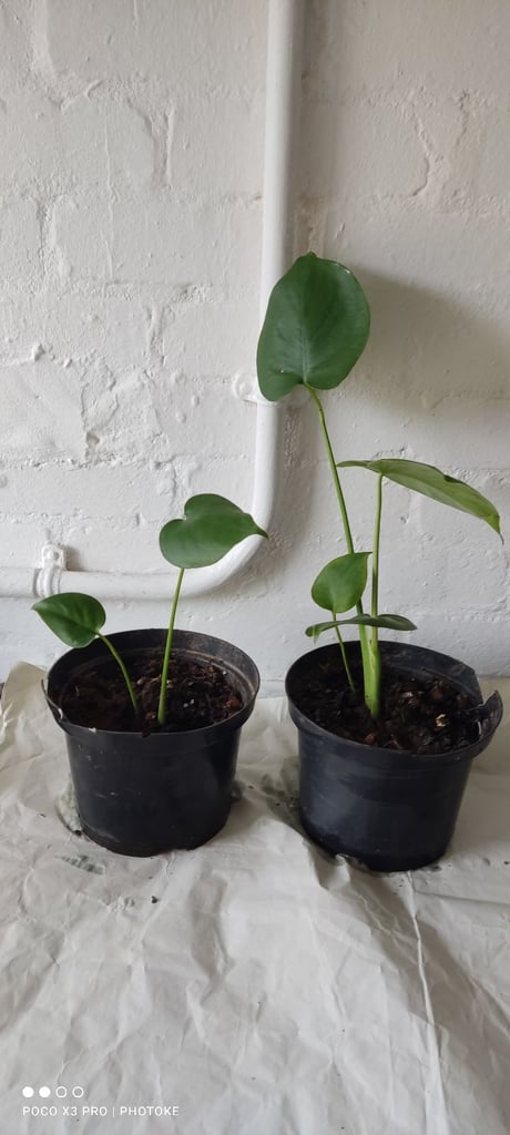 image for Cheese plants X2 monstera deliciosa 