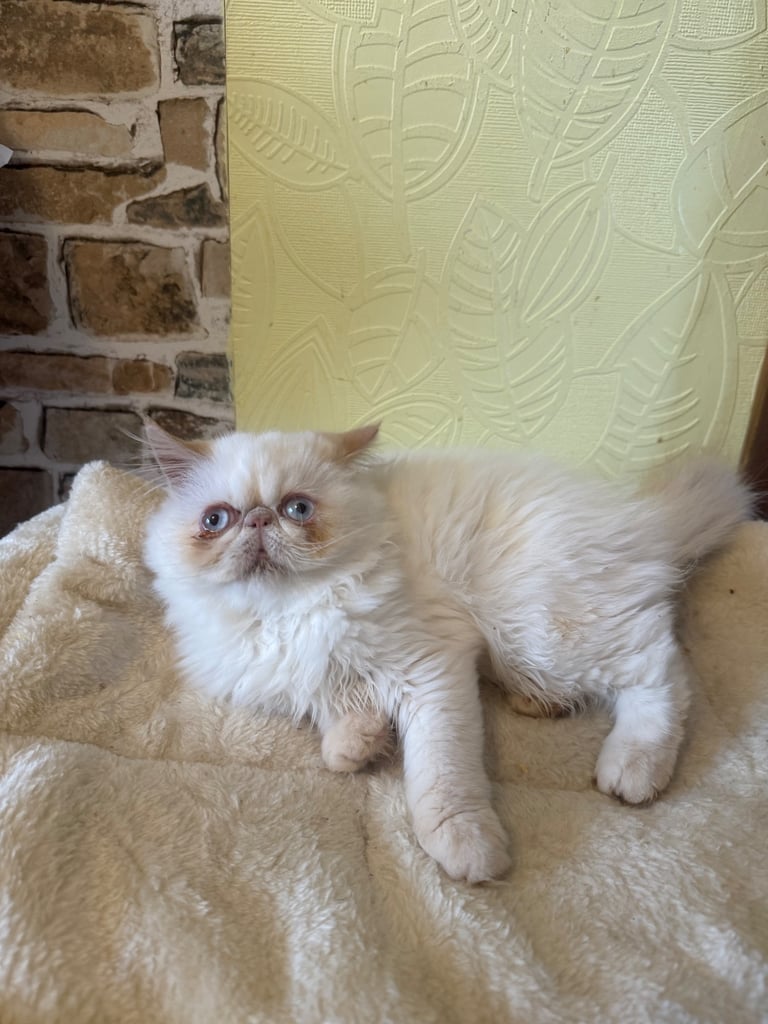 💗 Beautiful Persian Kittens 💗