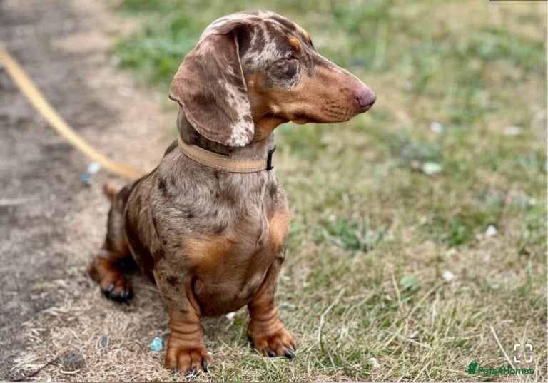 **Ready to leave now** 2 miniature dachshund boys