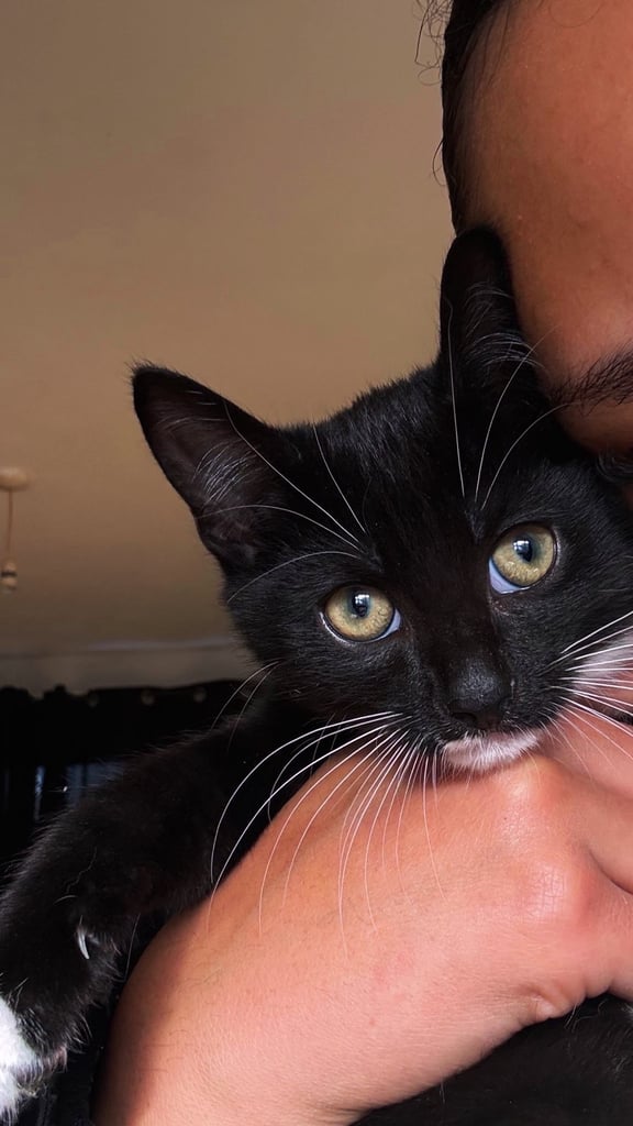 Cats Kittens for Sale in Nottingham, Nottinghamshire Gumtree