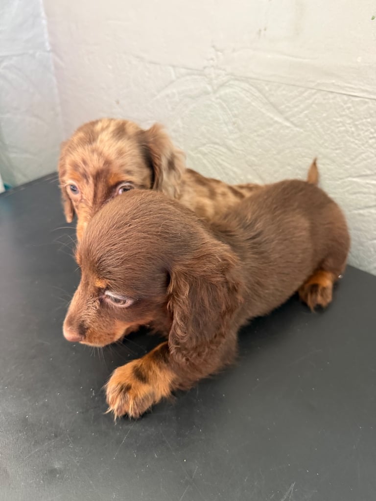 Chocolate fluffy Dauchshund merl