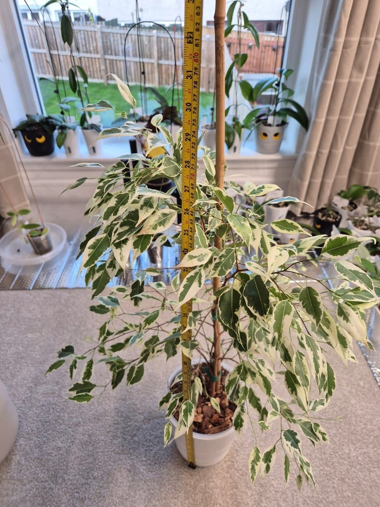 image for Ficus Benjamina Variegated Weeping Fig
