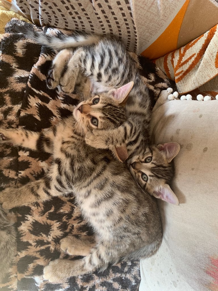 3 beautiful bengal kittens 10 weeks old 