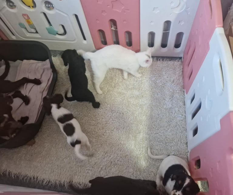 3* Puppies for sale