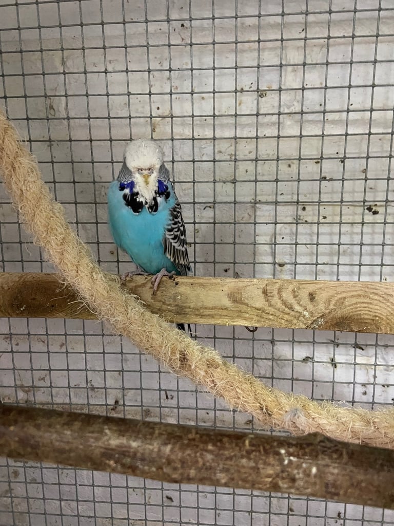 Budgies and breeding cages for sale