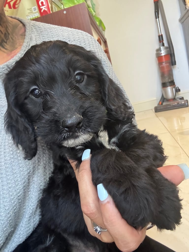 Dogs Puppies for Sale in Wrexham Gumtree