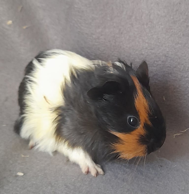 image for Baby guinea pigs for sale 