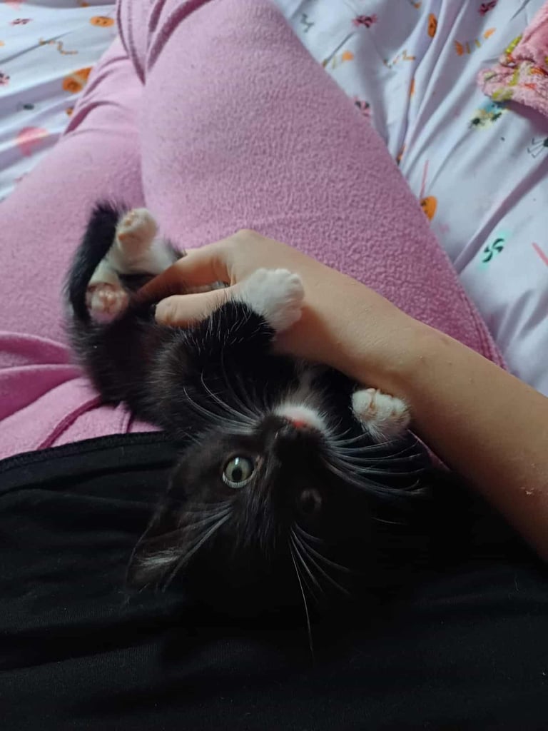 8 week old male kitten ready to go to their new home 