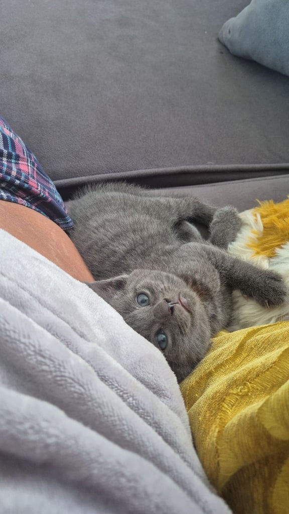 Beautiful grey/silver male kitten