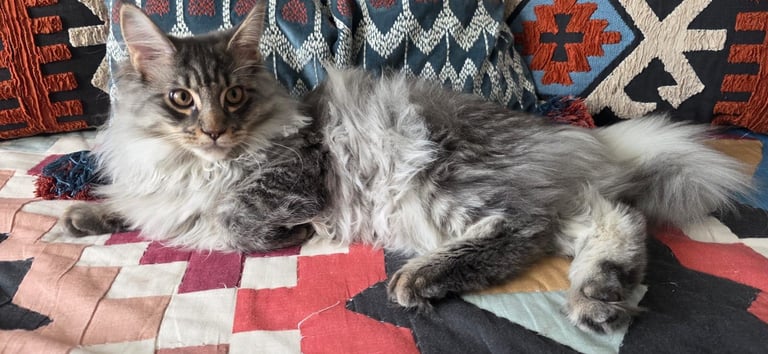 Maine Coon kittens all male 