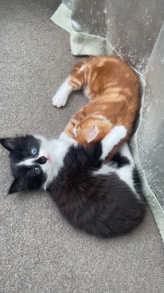 1 female and 1 male kitten. Ready to leave now. 8 weeks old