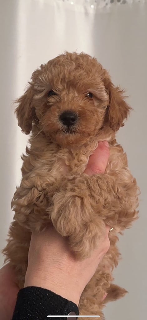 Toy poodle | Dogs & Puppies for Sale - Gumtree