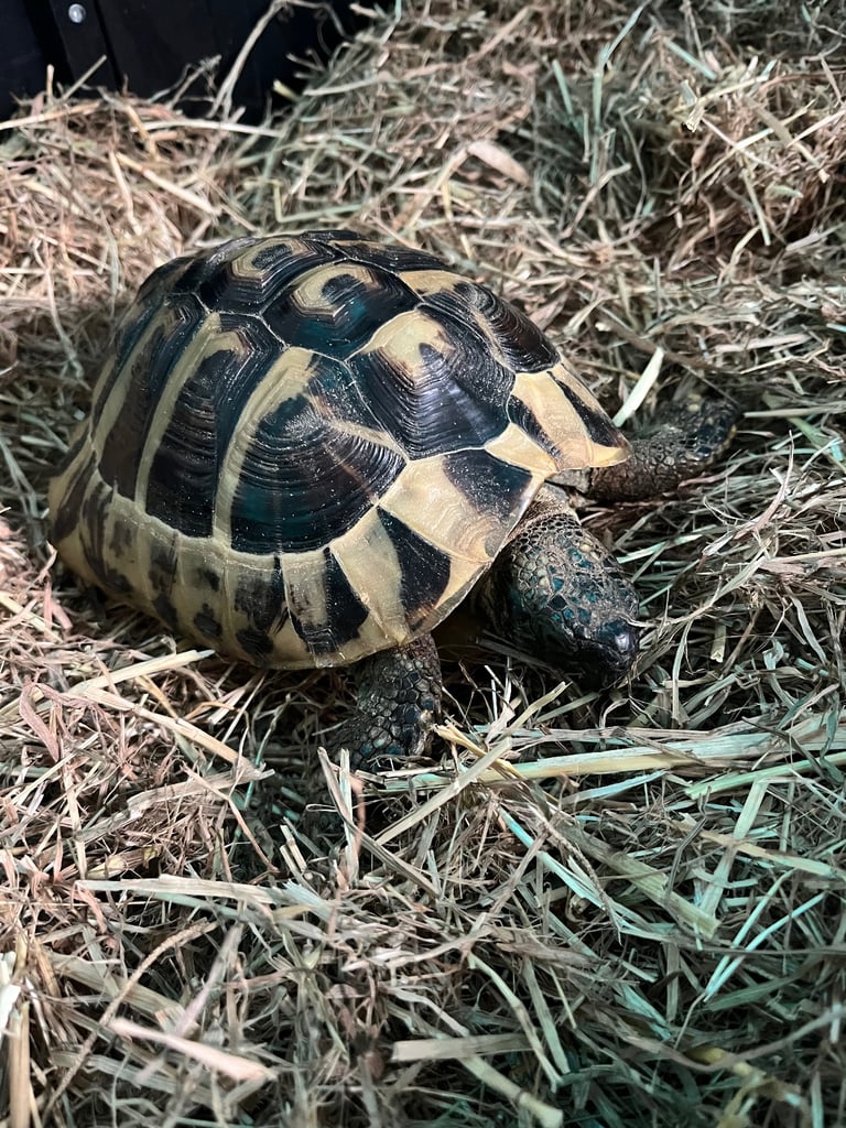 Hermanns tortoise