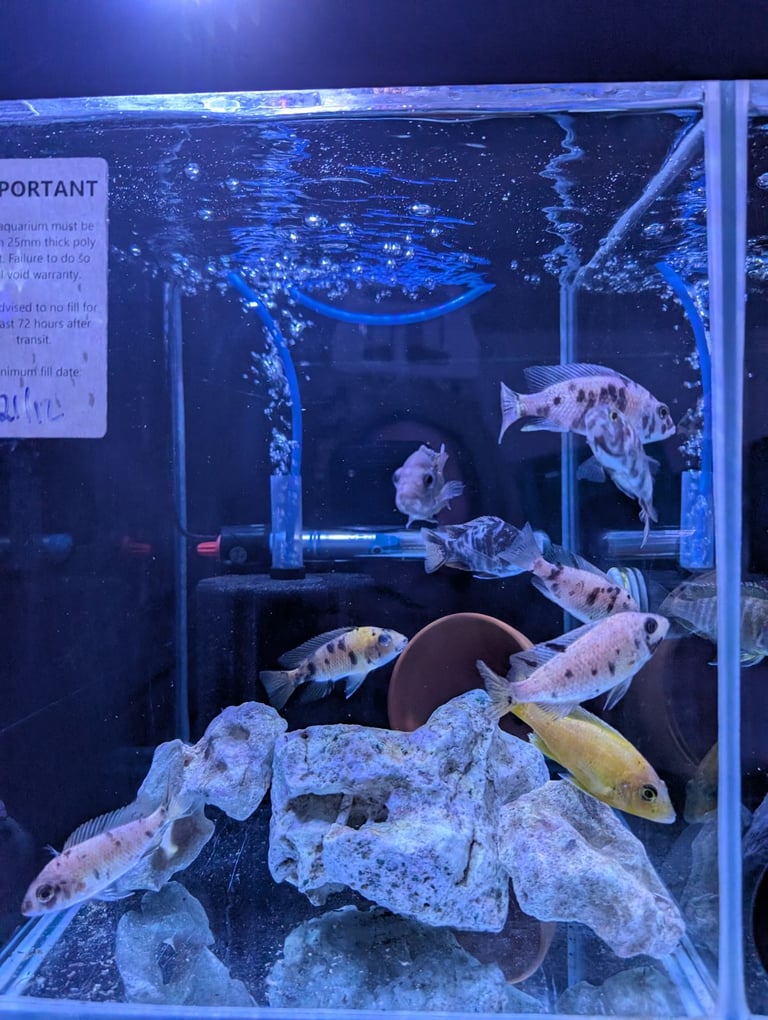 Peacock cichlids & plecos