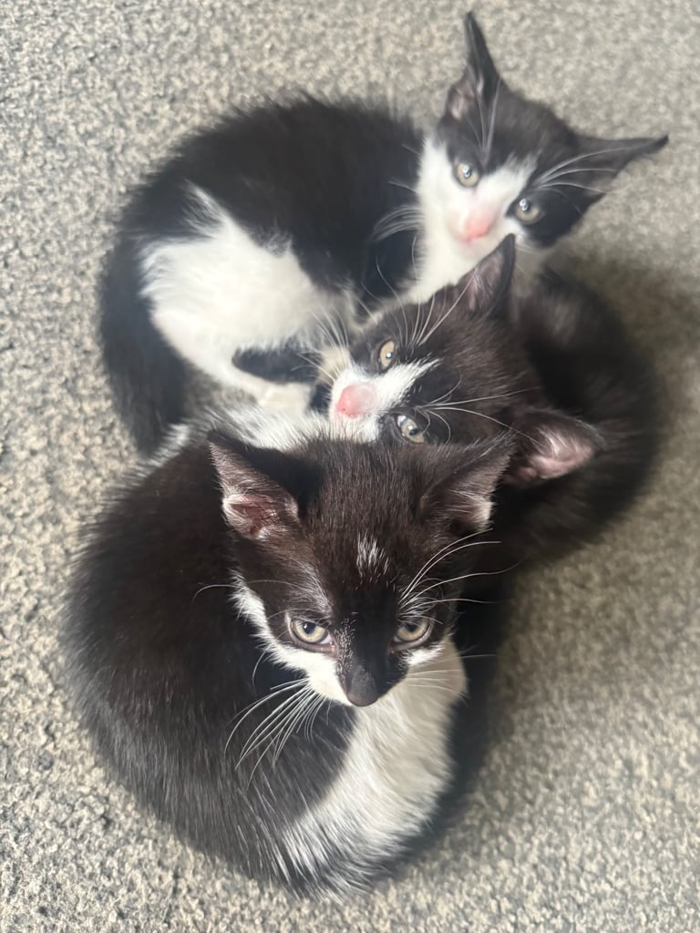 image for Kittens girls 