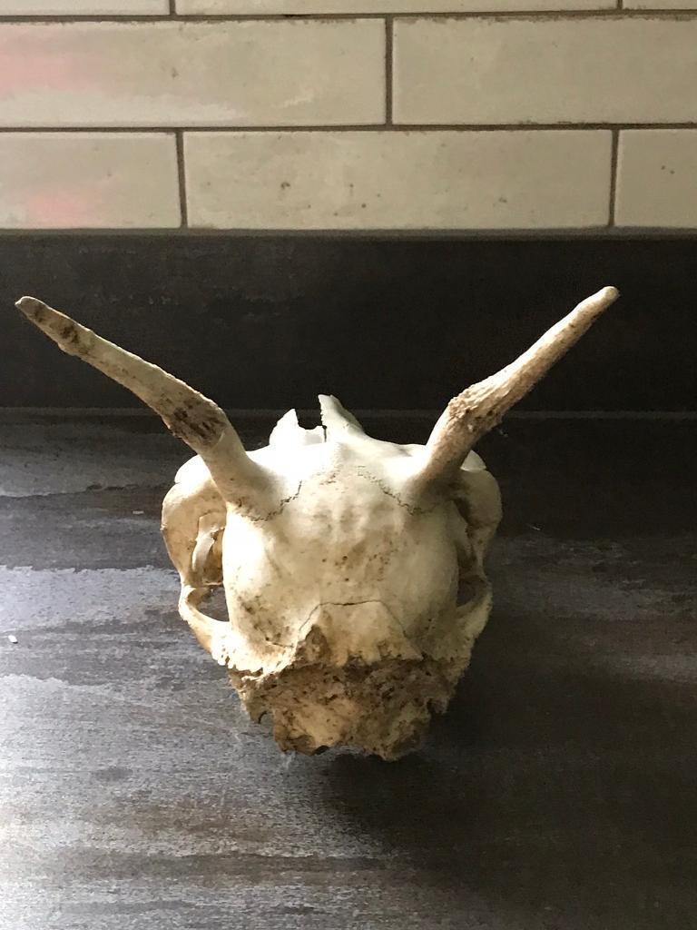 Deer skull 