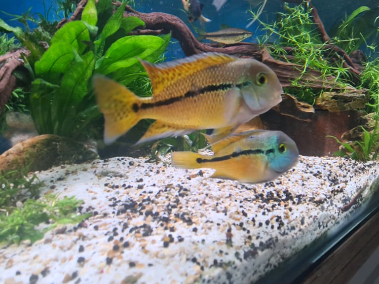 Nicaraguan cichlids - proven pair and 2 females.Prices below