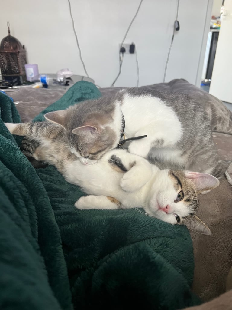 British shorthair mix