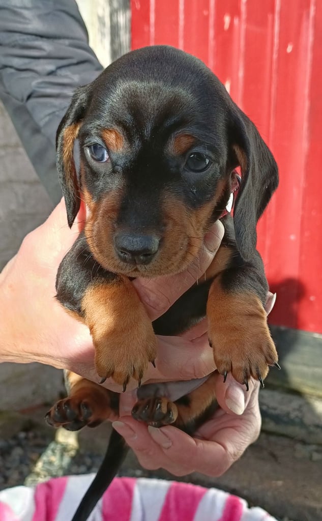 Miniature dachshund puppies 