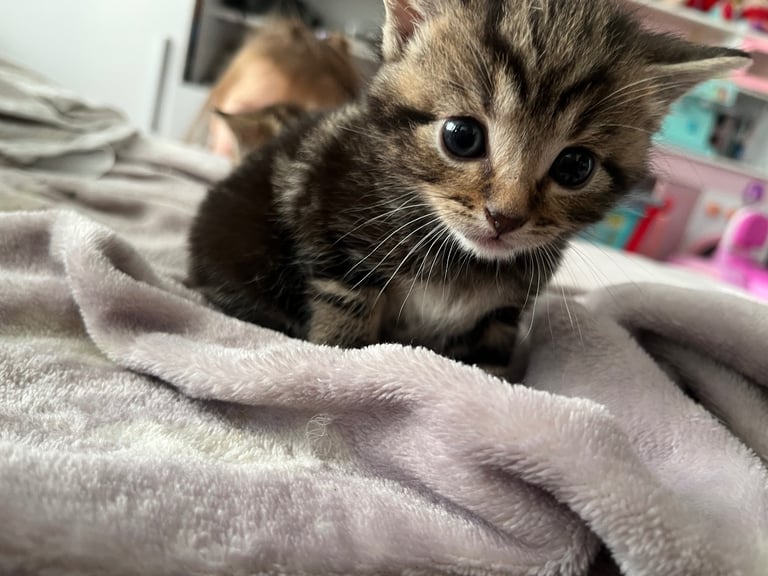 Beautiful kitten❤️