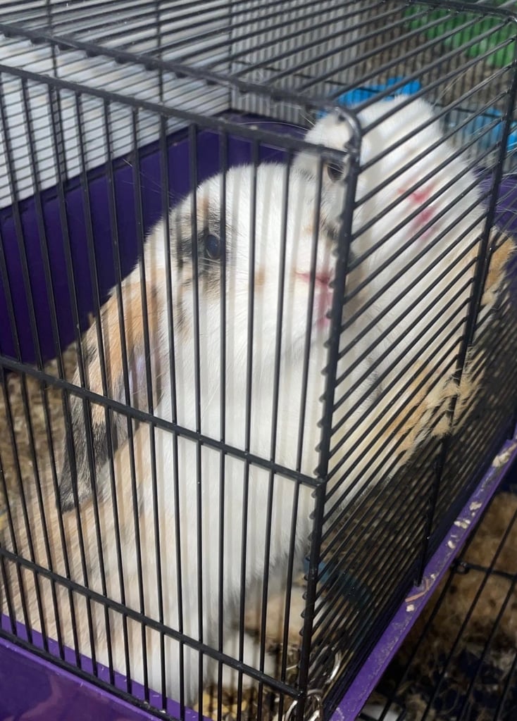 2 rabbits 