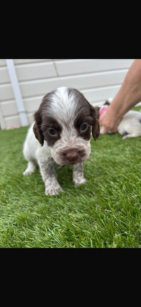 Cocker spaniel puppies4girls1boy left  READYTOLEAVE