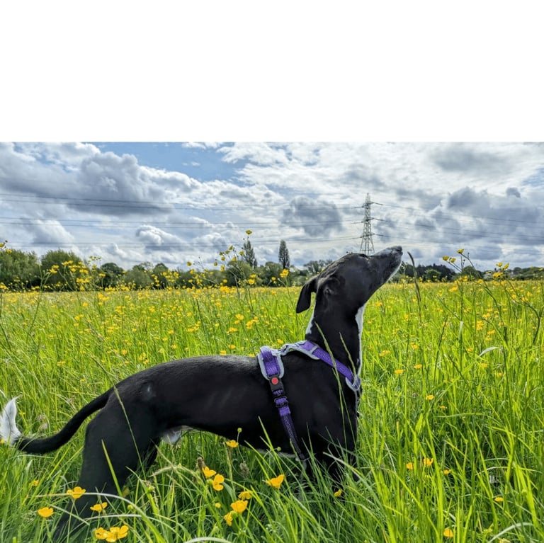 Bedlington X whippet to re-home 