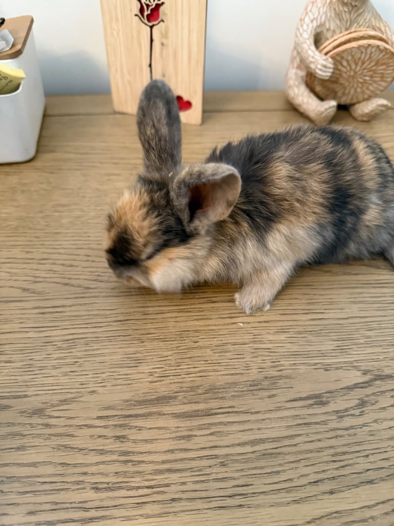 Mini lop rabbits