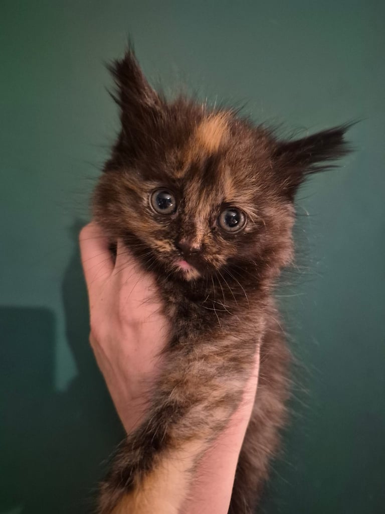 image for Half mainecoon Kittens for sale 