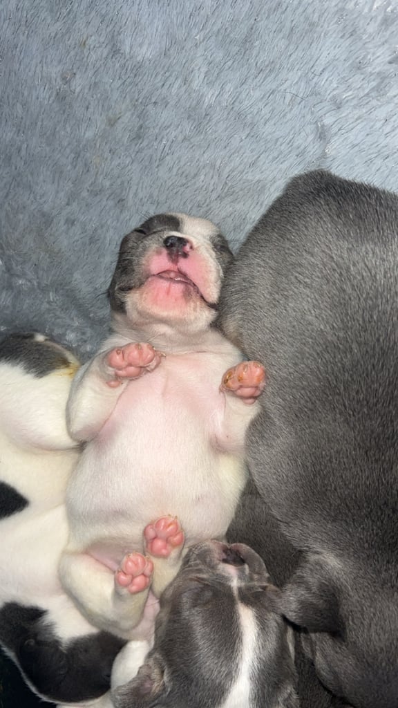 French bulldog pups 