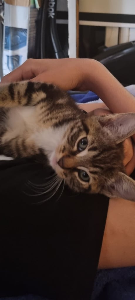 Adorable kittens seeking new home