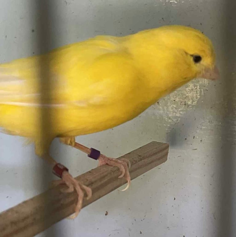 Show Quality Canaries
