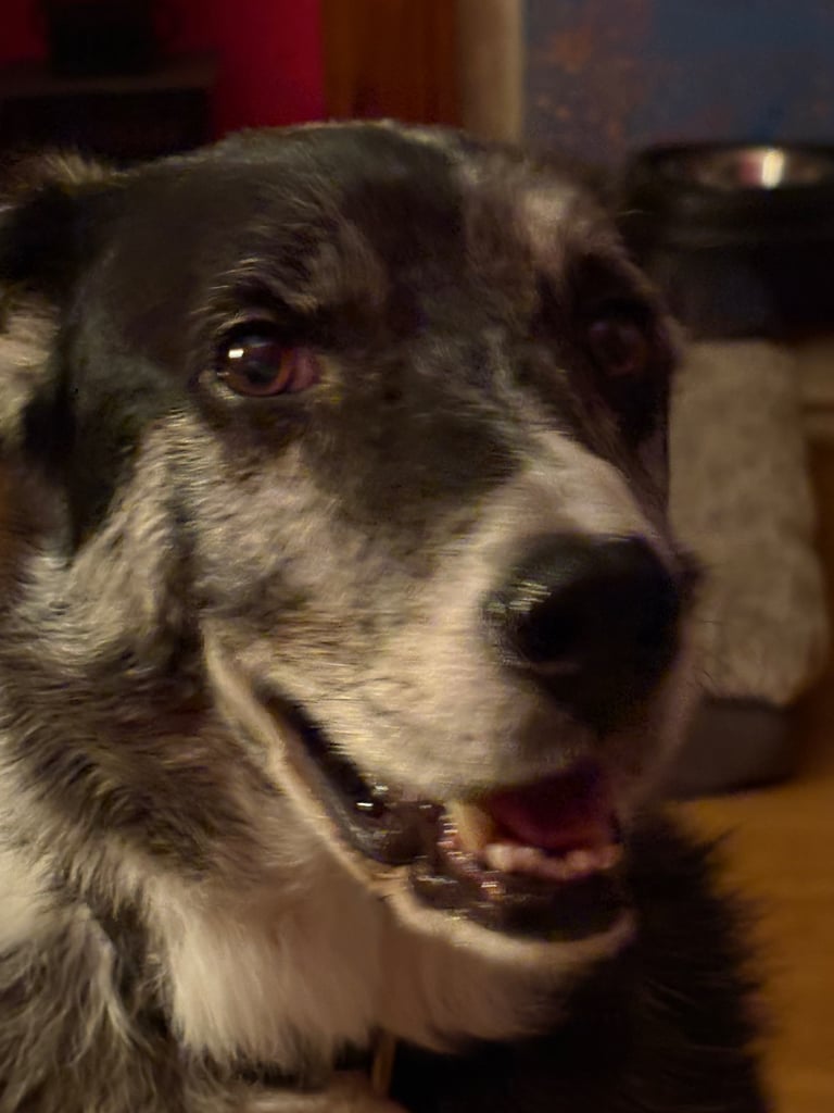 image for Murphy blue merle border collie
