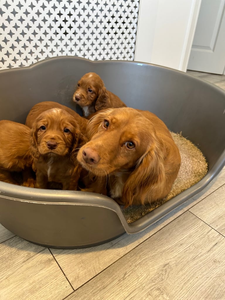 Red.cocker spaniels 