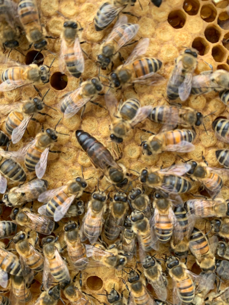 Practical Beekeeping Lessons