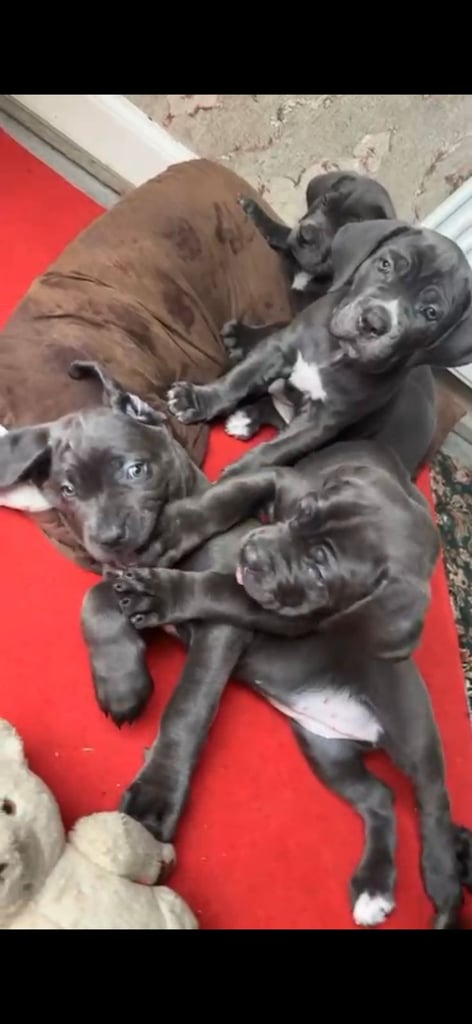 6x Cane Corso Pups Available 