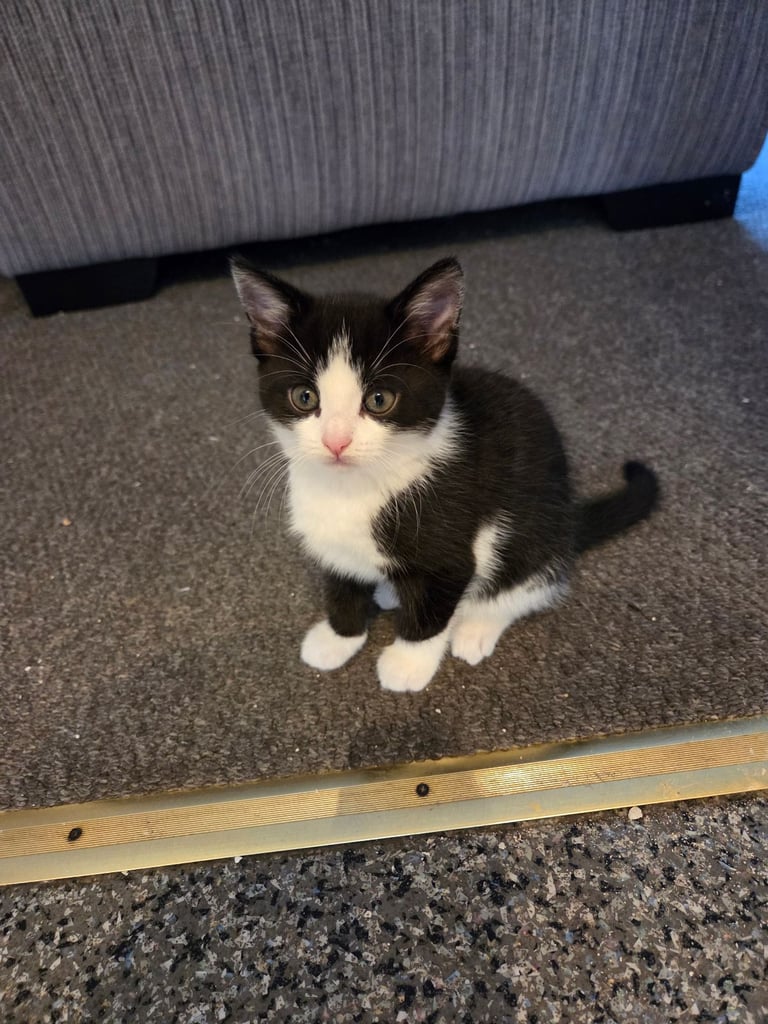 4 beautiful kittens ready for there new home