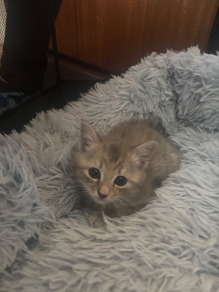 Two tabby x main coon 7 month old kittens