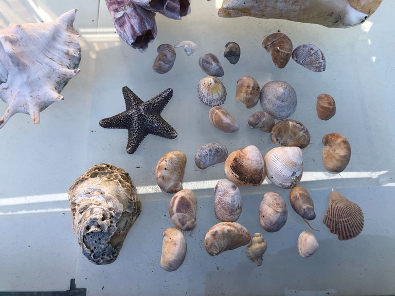 image for Sea Shell bundle decoration fish tank 