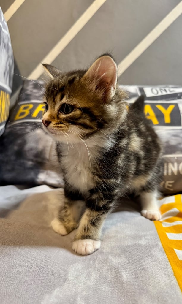 Tabby Cat White Toyger Kittens For Sale Cat Cost Toyger Cats For