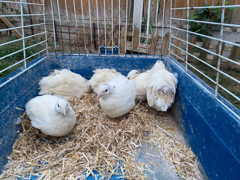 Beautiful Budapest pigeon pair,Beautiful Polish chicken , Englishwhite quil available read price  