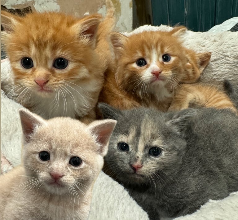 image for Half Maine coon kittens 