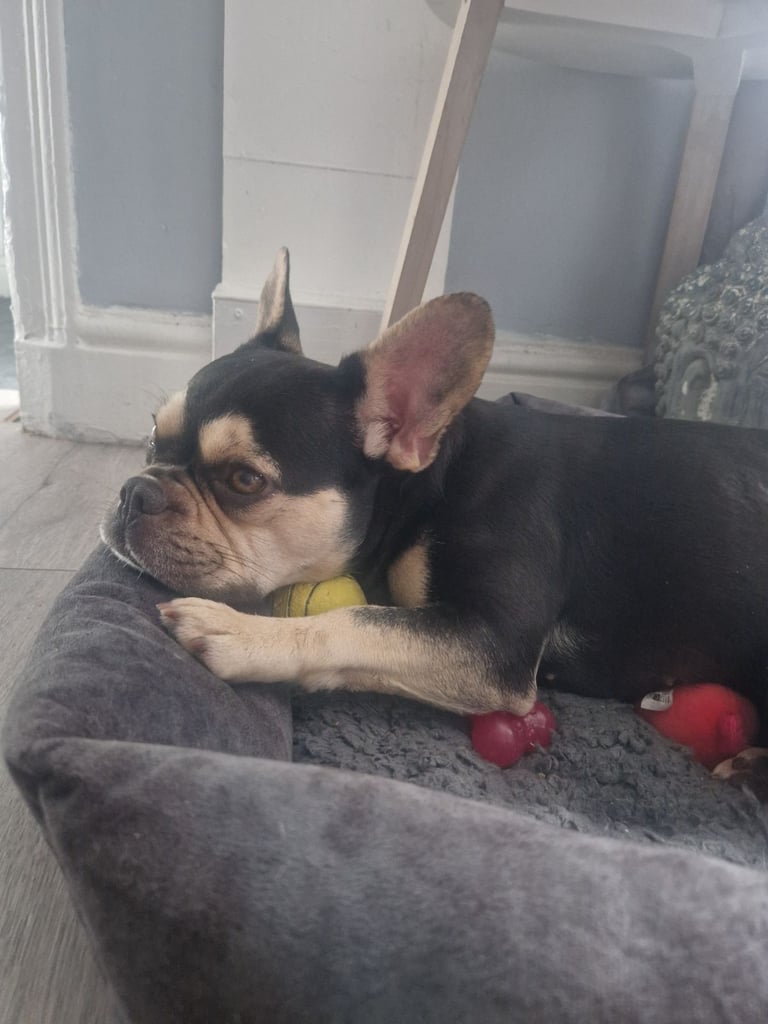 French bulldog for sale