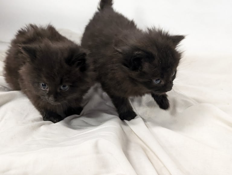 Cross ragdoll kittens x5