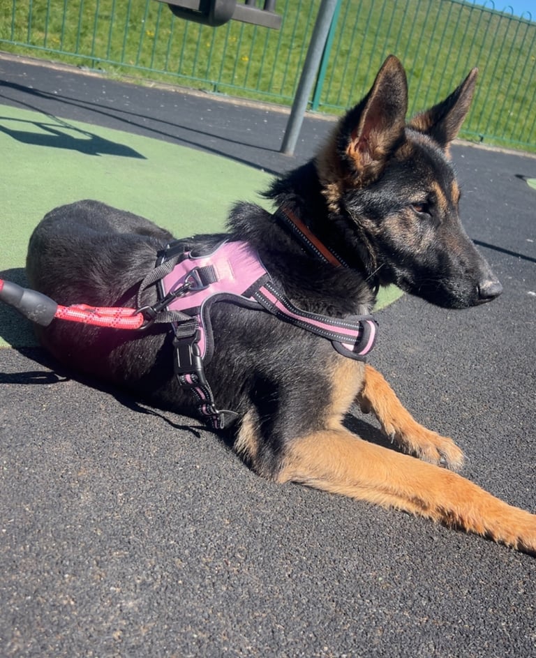 image for German shepherd bitch