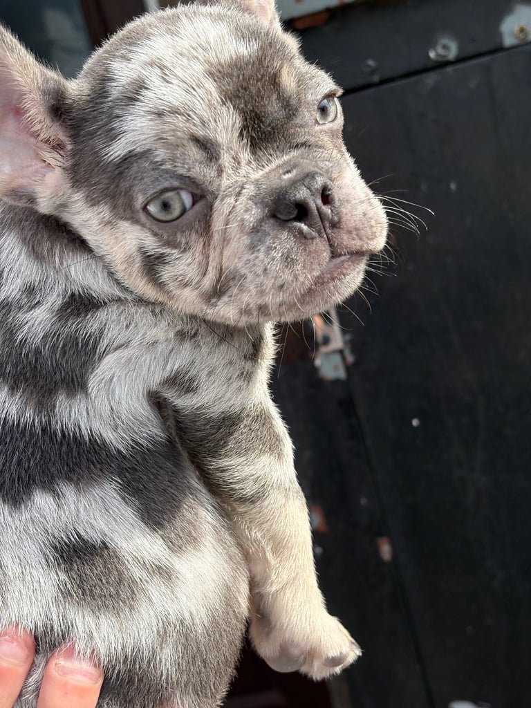 Blue French Bulldog Puppies Cheshire Dogs For Sale French Bulldog