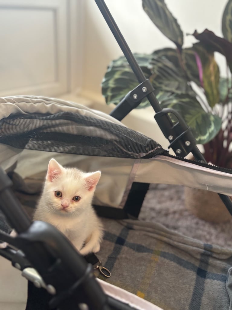 British shorthair kittens  