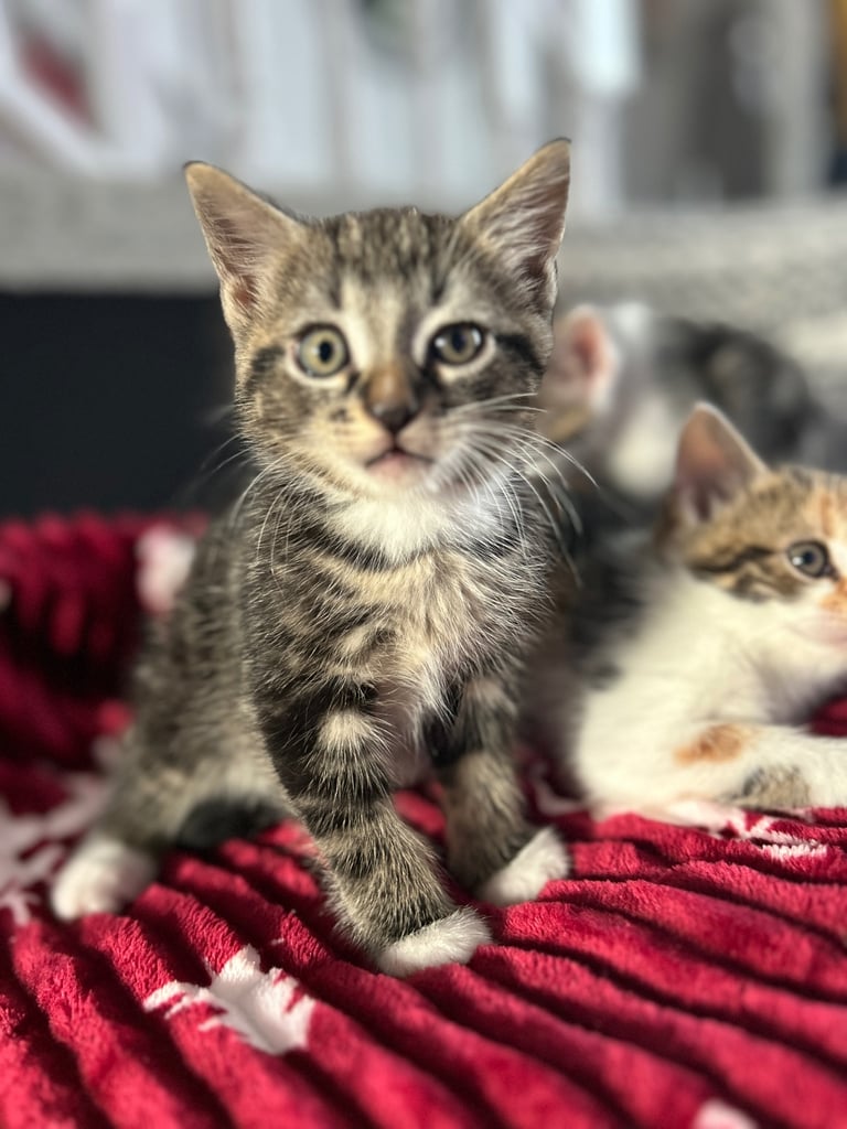 5 kittens (three left )