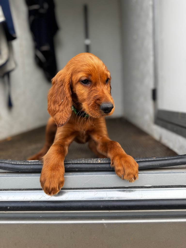 IKC Irish Red Setter puppies 